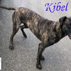 KIBEL