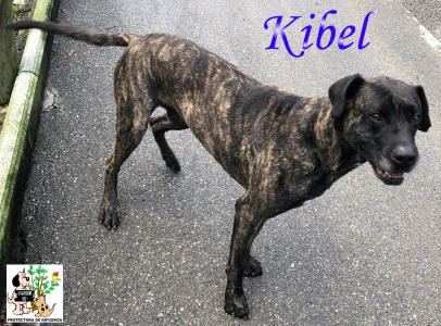 KIBEL