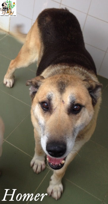 Homer – ADOPTADO Homer – ADOPTADO