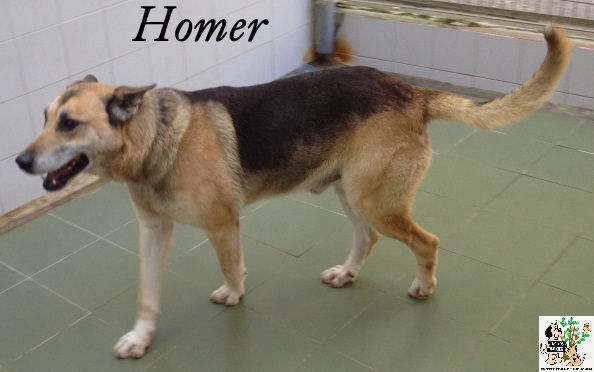 Homer – ADOPTADO Homer – ADOPTADO