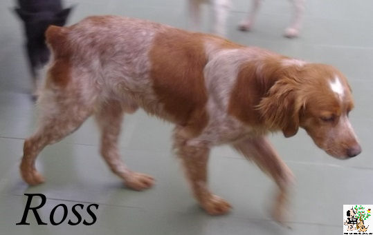 Ross – ADOPTADO Ross – ADOPTADO