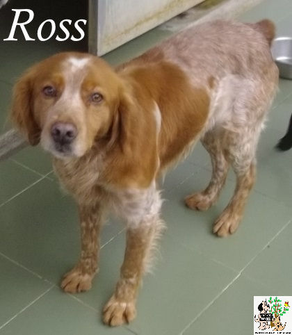 Ross – ADOPTADO Ross – ADOPTADO