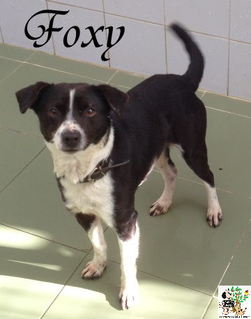 Foxy – ADOPTADO Foxy – ADOPTADO