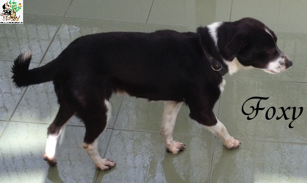 Foxy – ADOPTADO Foxy – ADOPTADO
