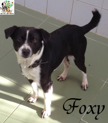 Foxy – ADOPTADO Foxy – ADOPTADO