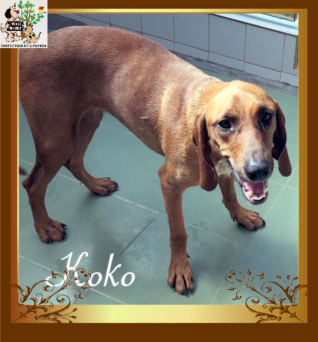 Koko – ADOPTADA Koko – ADOPTADA