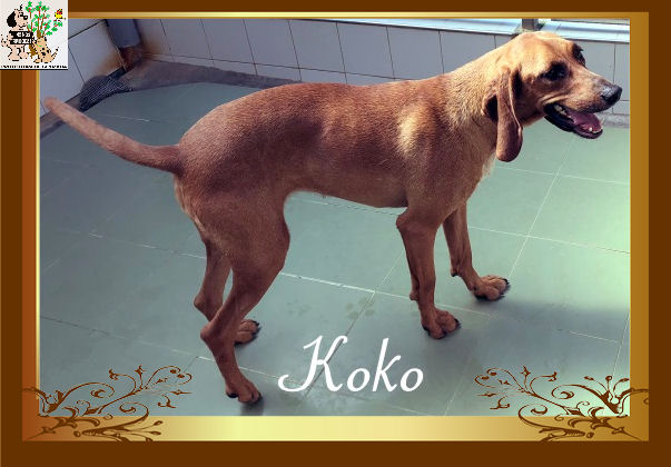 Koko – ADOPTADA Koko – ADOPTADA