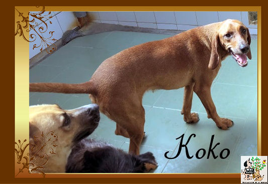 Koko – ADOPTADA Koko – ADOPTADA