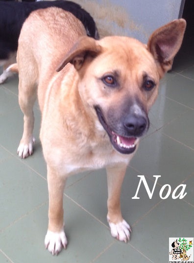 NOA NOA