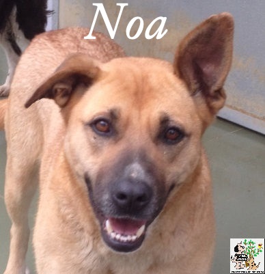 NOA NOA