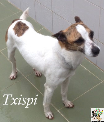 Txispi – ADOPTADA Txispi – ADOPTADA