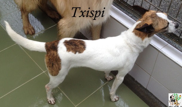 Txispi – ADOPTADA Txispi – ADOPTADA