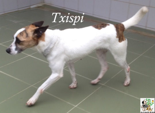 Txispi – ADOPTADA Txispi – ADOPTADA
