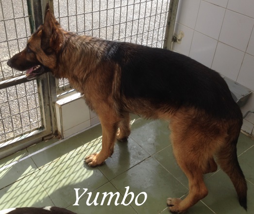 Yumbo – ADOPTADO Yumbo – ADOPTADO