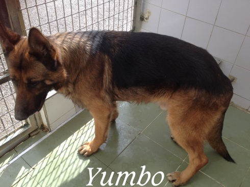 Yumbo – ADOPTADO Yumbo – ADOPTADO