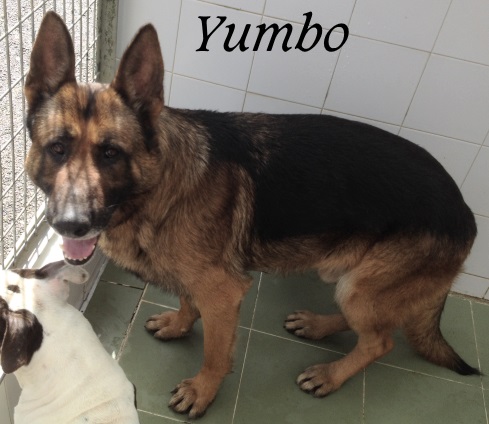 Yumbo – ADOPTADO Yumbo – ADOPTADO