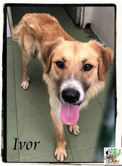 (Español) IVOR (Español) IVOR