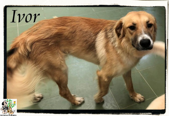 (Español) IVOR (Español) IVOR