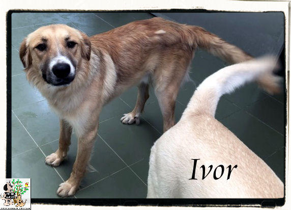 (Español) IVOR (Español) IVOR