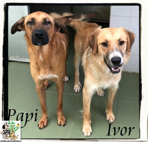 (Español) IVOR (Español) IVOR