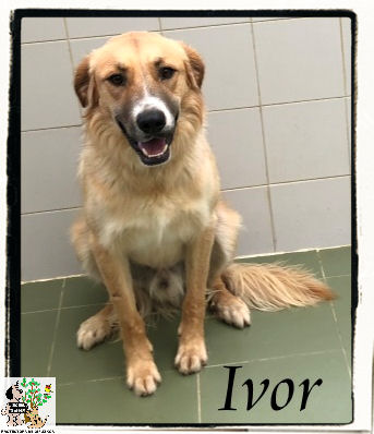 (Español) IVOR (Español) IVOR