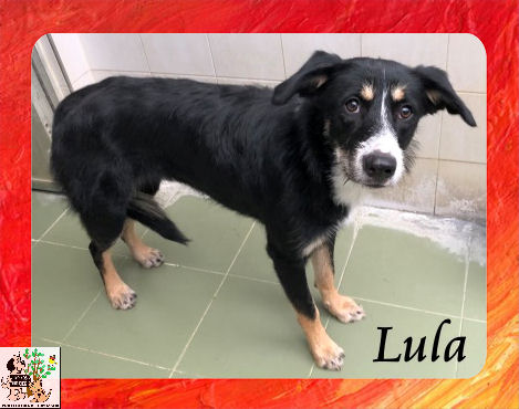 LULA LULA