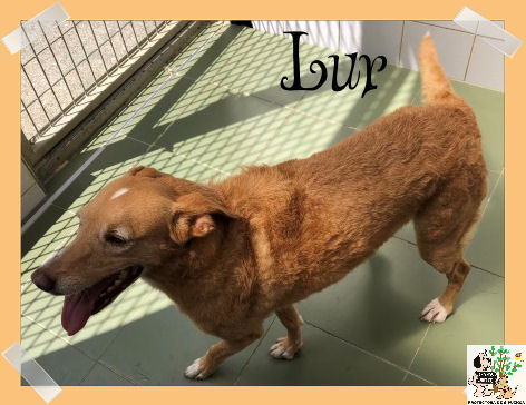 Lur – ADOPTADA Lur – ADOPTADA