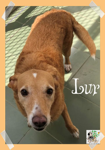 Lur – ADOPTADA Lur – ADOPTADA