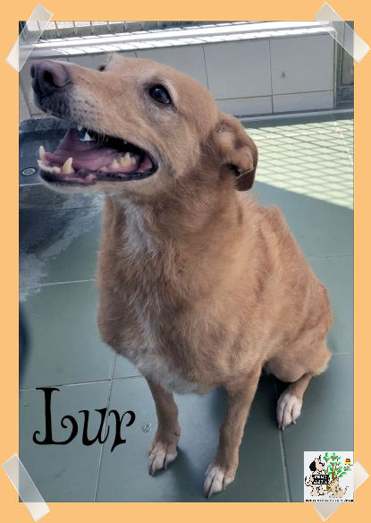 Lur – ADOPTADA Lur – ADOPTADA