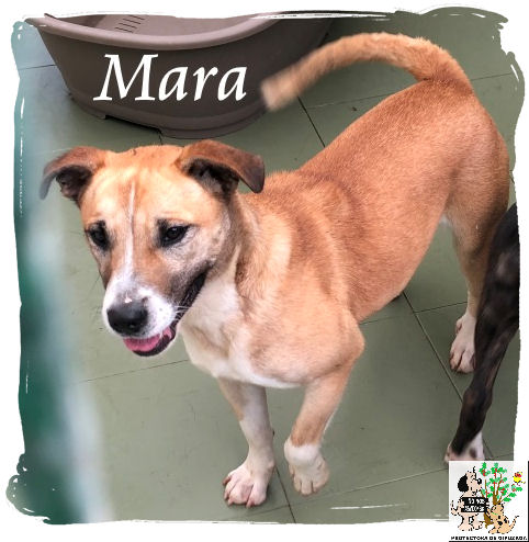 Mara – ADOPTADA Mara – ADOPTADA