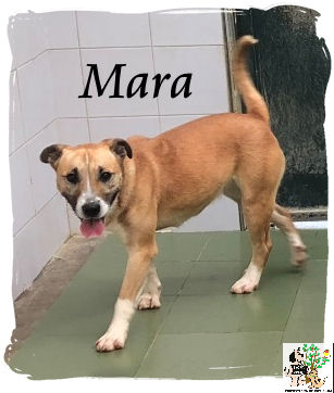 Mara – ADOPTADA Mara – ADOPTADA