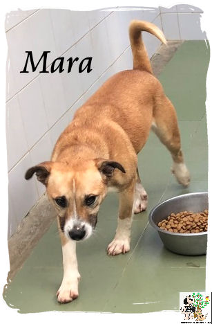 Mara – ADOPTADA Mara – ADOPTADA
