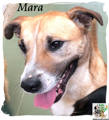 Mara – ADOPTADA Mara – ADOPTADA