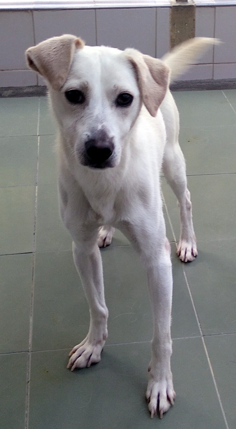 Ron – ADOPTADO Ron – ADOPTADO