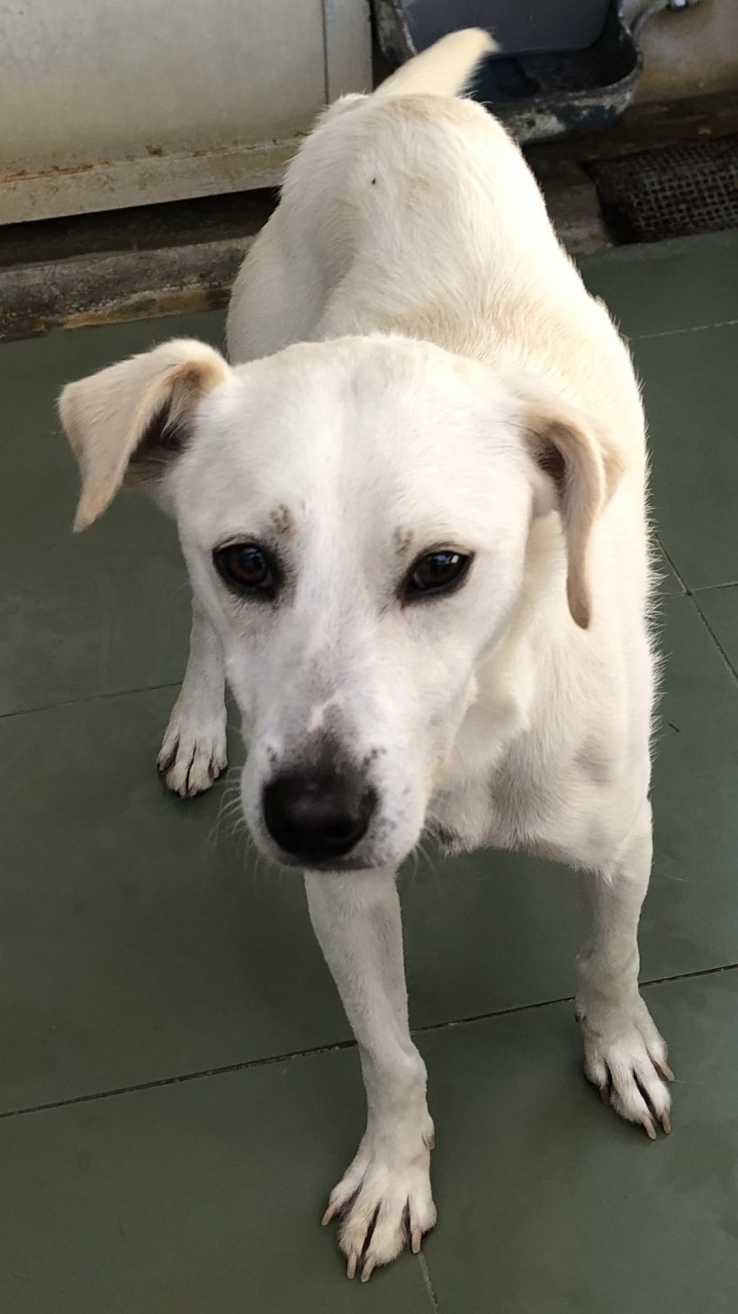 Ron – ADOPTADO Ron – ADOPTADO