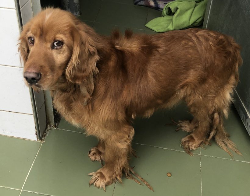 (Español) KIKO (Español) KIKO