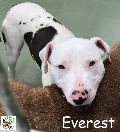 EVEREST EVEREST