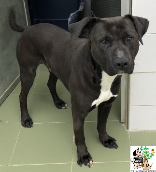 (Euskera) ADOPTADO (Euskera) ADOPTADO