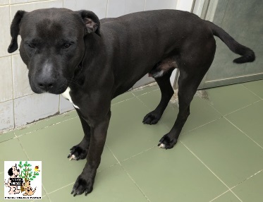 (Euskera) ADOPTADO (Euskera) ADOPTADO