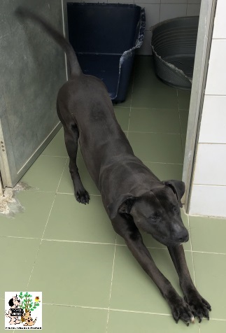 (Euskera) ADOPTADO (Euskera) ADOPTADO