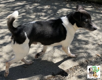 (Euskera) Yoko – ADOPTADO (Euskera) Yoko – ADOPTADO