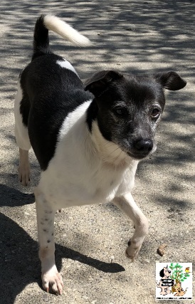 (Euskera) Yoko – ADOPTADO (Euskera) Yoko – ADOPTADO