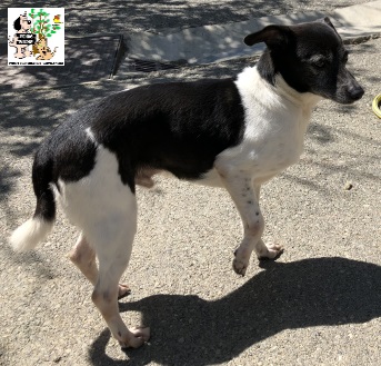 (Euskera) Yoko – ADOPTADO (Euskera) Yoko – ADOPTADO