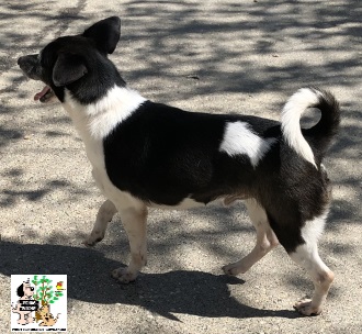 (Euskera) Yoko – ADOPTADO (Euskera) Yoko – ADOPTADO