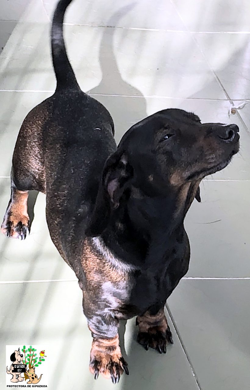 (Español) ADOPTADO (Español) ADOPTADO
