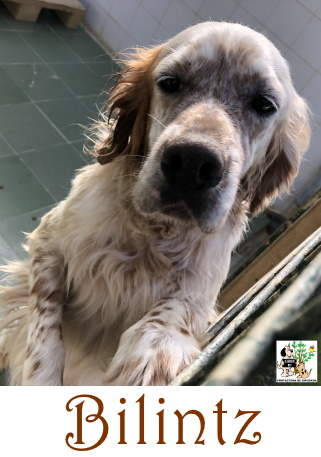 (Euskera) ADOPTADO (Euskera) ADOPTADO