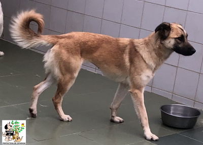 (Euskera) ADOPTADA (Euskera) ADOPTADA