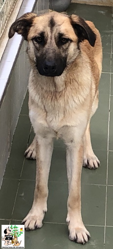 (Euskera) ADOPTADA (Euskera) ADOPTADA