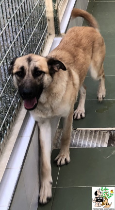 (Euskera) ADOPTADA (Euskera) ADOPTADA