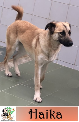(Euskera) ADOPTADA (Euskera) ADOPTADA